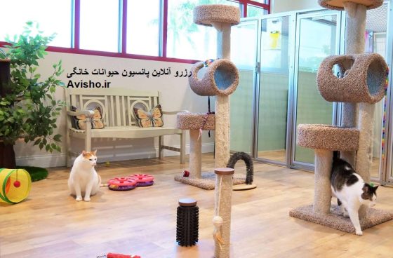 رزرو آنلاین پانسیون سگ، گربه و حیوانات خانگی چه ویژگی هایی دارد؟