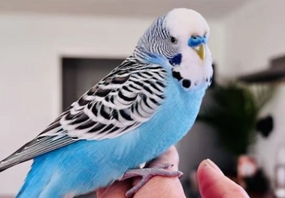 نوع اقامت
