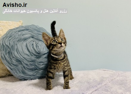 موقعیت