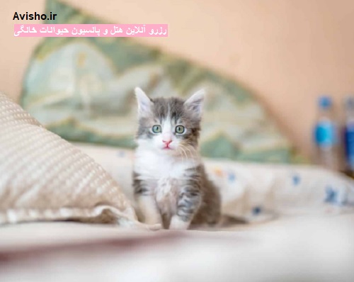 موقعیت