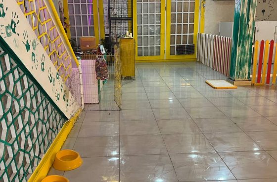 هتل پانسیون سگ‌های تدی
