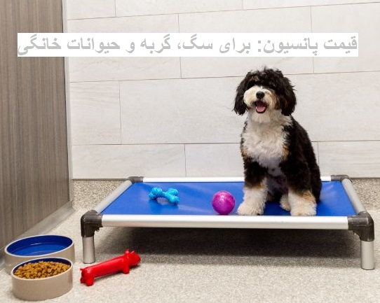 قیمت پانسیون سگ، گربه و حیوان خانگی چقدر است؟